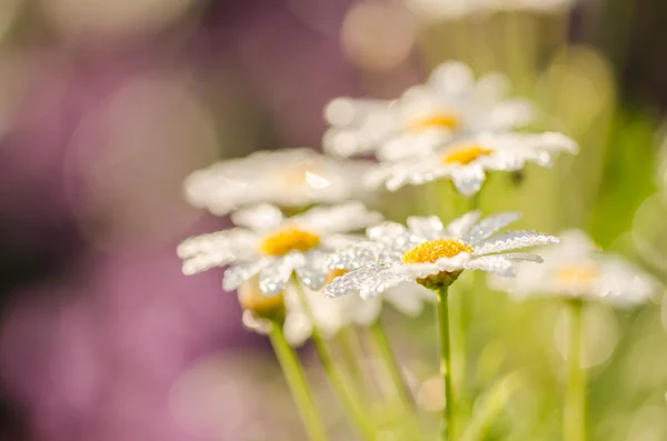 Margarita blanca o leucantemo vulgare y gotas de agua —  Fotos de Stock