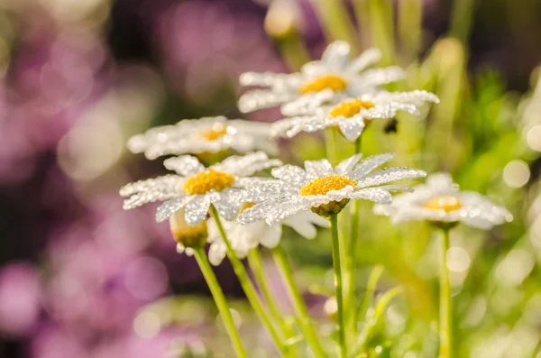 White daisy or Leucanthemum vulgare and water drops — Stock Photo, Image