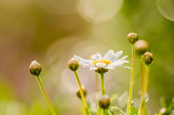白色的雏菊或茼蒿花与水滴 — 图库照片