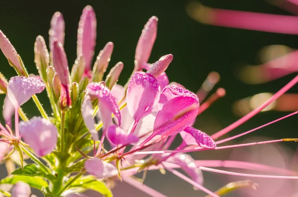Cleome hassleriana o fiore di ragno o pianta di ragno — Foto Stock