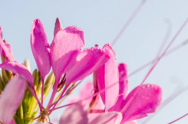 Cleome hassleriana oder spinnenblume oder spinnenpflanze — Stockfoto