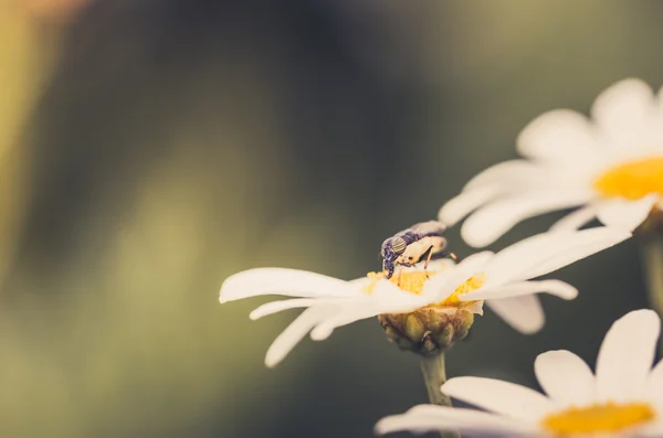 Vita daisy eller leucanthemum vulgare — Stockfoto