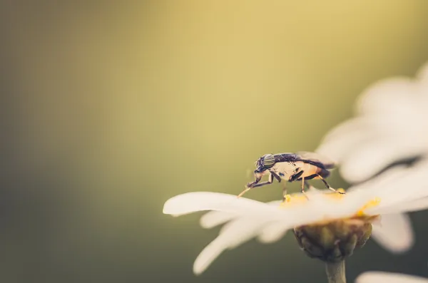 Beyaz papatya veya leucanthemum vulgare — Stok fotoğraf