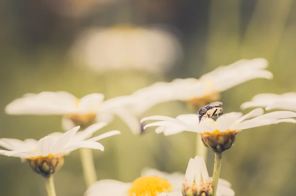 White daisy or Leucanthemum vulgare — Stock Photo, Image