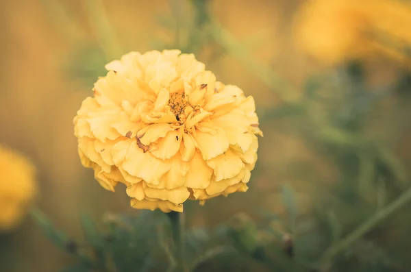 Ringelblumen oder Tagetes erecta Blume — Stockfoto