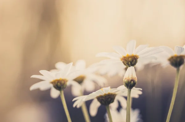 白いデイジーまたは leucanthemum 学 — ストック写真