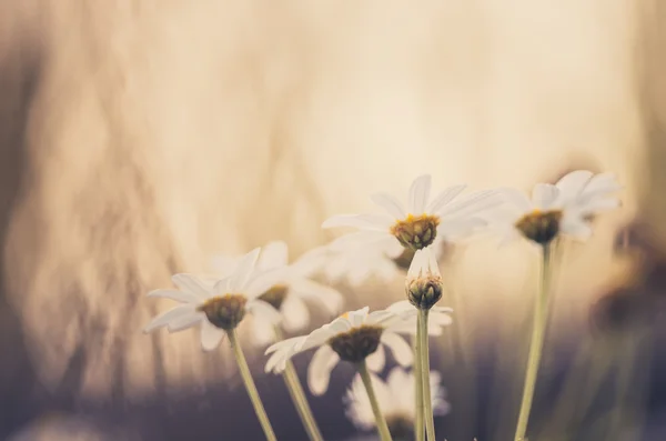 白色的雏菊或茼蒿花 — 图库照片