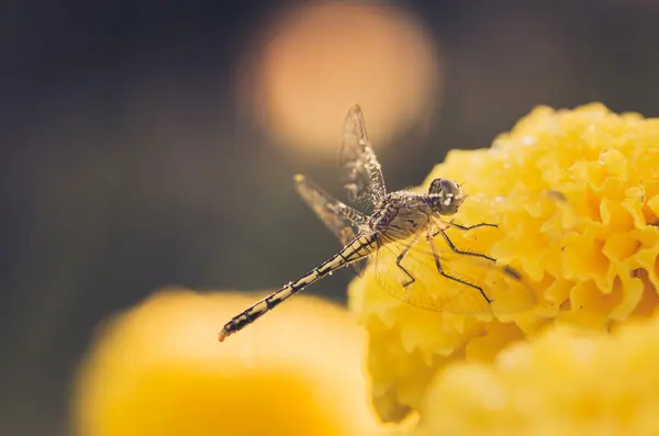 Ringblommor eller tagetes erecta blomma och dragonfly — Stockfoto