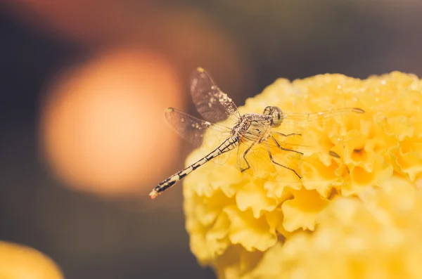 Marigolds ou Tagetes erecta flor e libélula — Fotografia de Stock