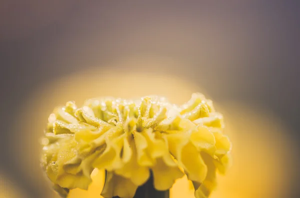 Ringblommor eller tagetes erecta blomma och vatten droppar — Stock fotografie