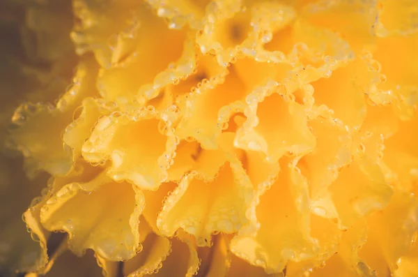 Caléndulas o Tagetes erecta flores y gotas de agua —  Fotos de Stock