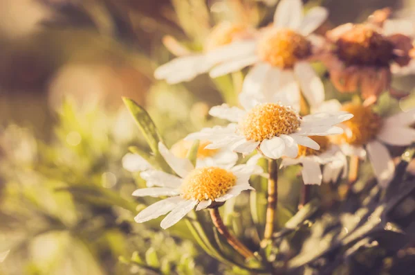 Biała Margerytka lub leucanthemum vulgare i woda spada — Zdjęcie stockowe