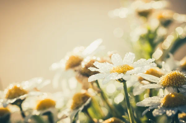 Weiße Gänseblümchen oder Leucanthemum vulgare und Wassertropfen — Stockfoto