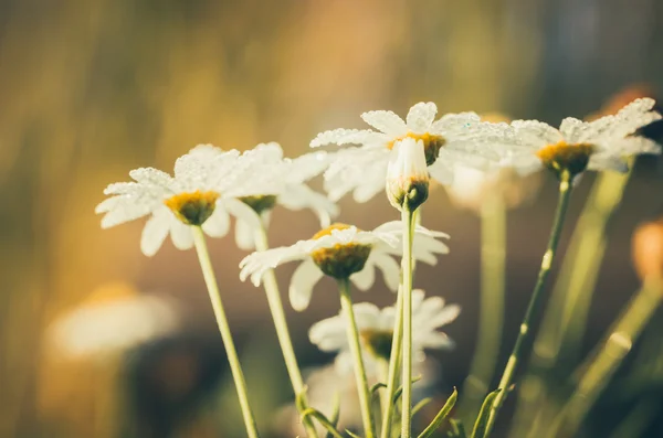 Weiße Gänseblümchen oder Leucanthemum vulgare und Wassertropfen — Stockfoto