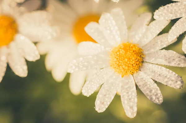 White daisy or Leucanthemum vulgare and water drops — Stock Photo, Image