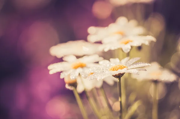 Margherita bianca o Leucanthemum vulgare e gocce d'acqua — Foto Stock