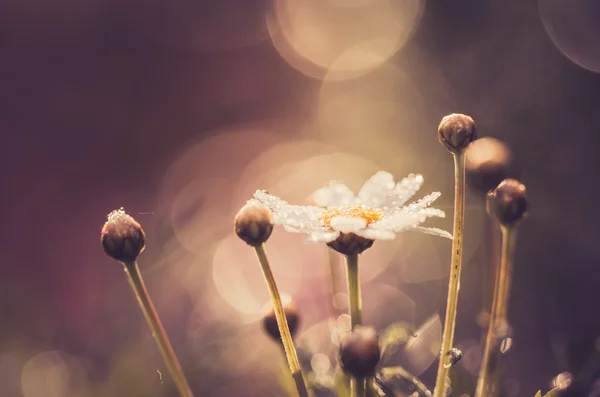 Weiße Gänseblümchen oder Leucanthemum vulgare und Wassertropfen — Stockfoto