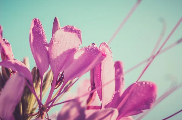 Cleome hassleriana o flor de araña o planta de araña —  Fotos de Stock