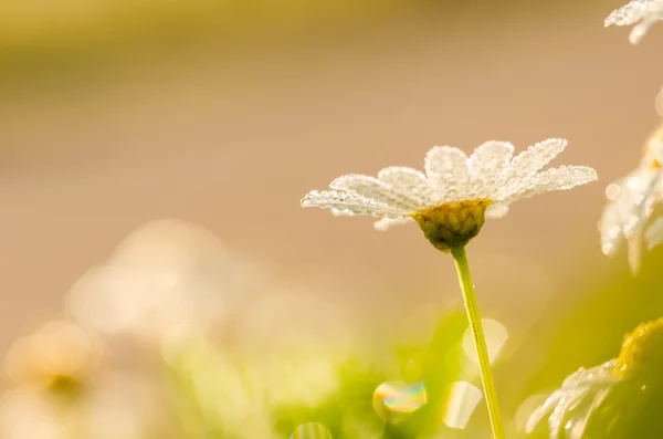 White daisy or Leucanthemum vulgare and water drops — Stock Photo, Image