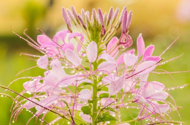 cleome hassleriana, örümcek çiçek ya da örümcek bitki