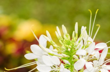 cleome hassleriana, örümcek çiçek ya da örümcek bitki