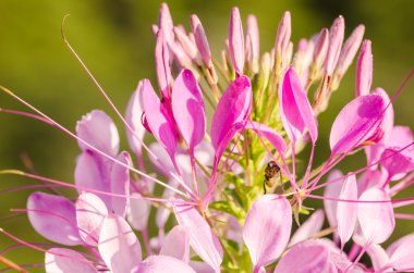cleome hassleriana, örümcek çiçek ya da örümcek bitki