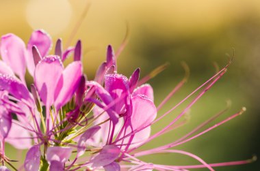 cleome hassleriana, örümcek çiçek ya da örümcek bitki
