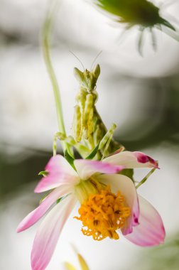 Cosmos mantarı çiçek ve mantis