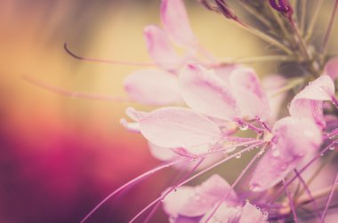 cleome hassleriana, örümcek çiçek ya da örümcek bitki