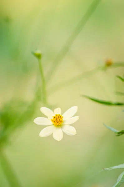 Vita daisy eller leucanthemum vulgare — Stockfoto