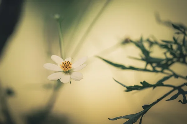 Margarita blanca o leucantemo vulgare — Foto de Stock