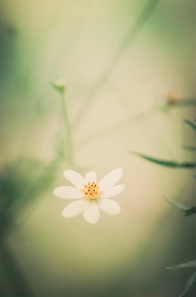 Vita daisy eller leucanthemum vulgare — Stockfoto