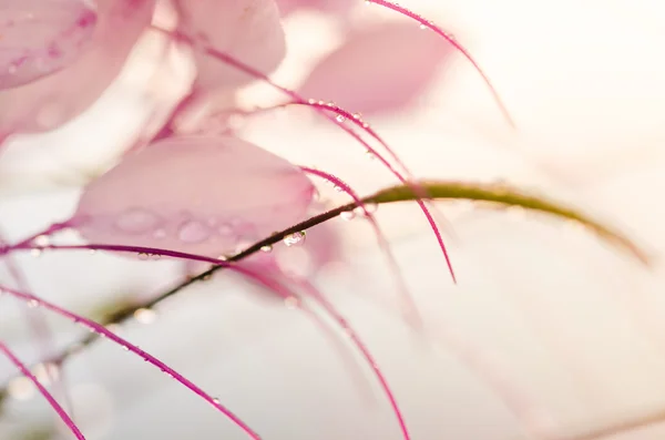 Cleome hassleriana of de spider bloem of de spin plant — Stockfoto