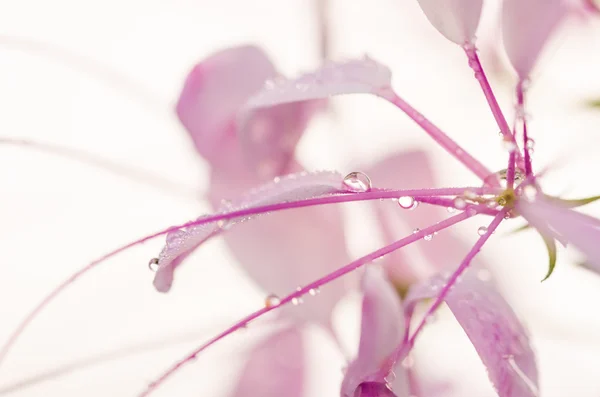 Cleome hassleriana nebo květina spider nebo Zelenec — Stock fotografie