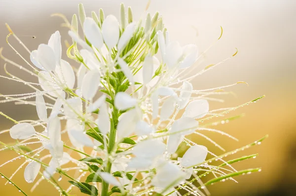 Cleome hassleriana lub kwiat pająka lub roślina pająk — Zdjęcie stockowe