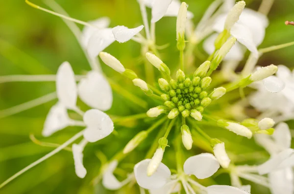 Cleome hassleriana eller spider blomma eller spindel växt — Stockfoto