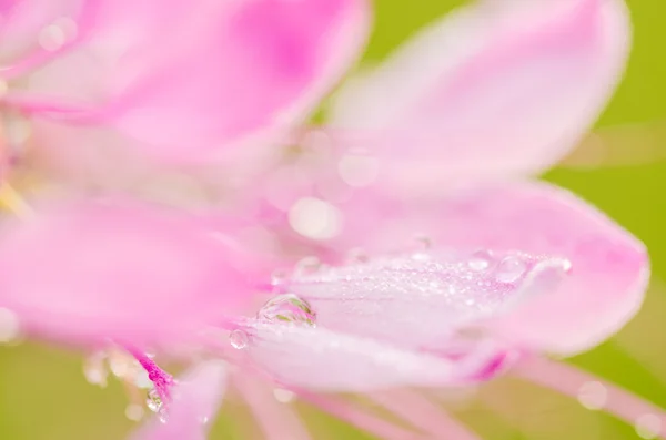 Cleome hassleriana o fiore di ragno o pianta di ragno — Foto Stock