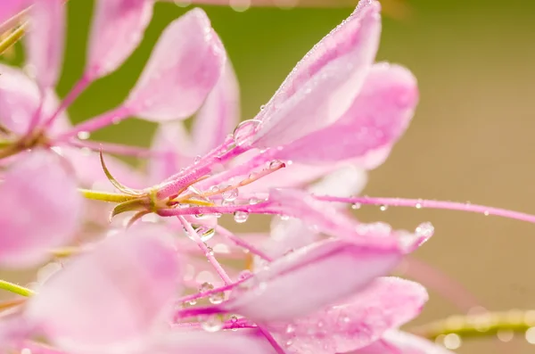 Cleome hassleriana nebo květina spider nebo Zelenec — Stock fotografie