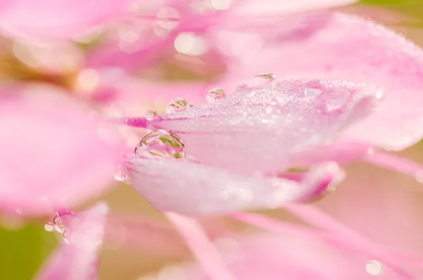 Cleome hassleriana of de spider bloem of de spin plant — Stockfoto