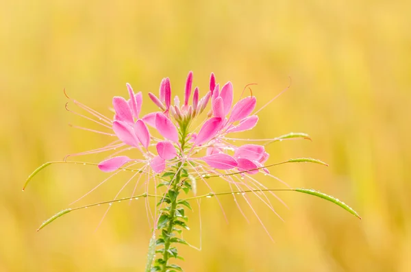 Cleome hassleriana lub kwiat pająka lub roślina pająk — Zdjęcie stockowe