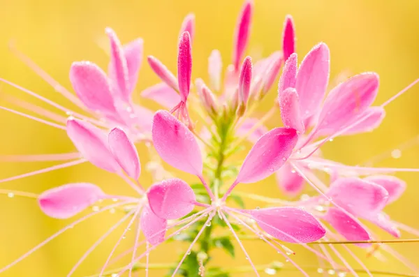 Cleome hassleriana or spider flower or spider plant — Stock Photo, Image