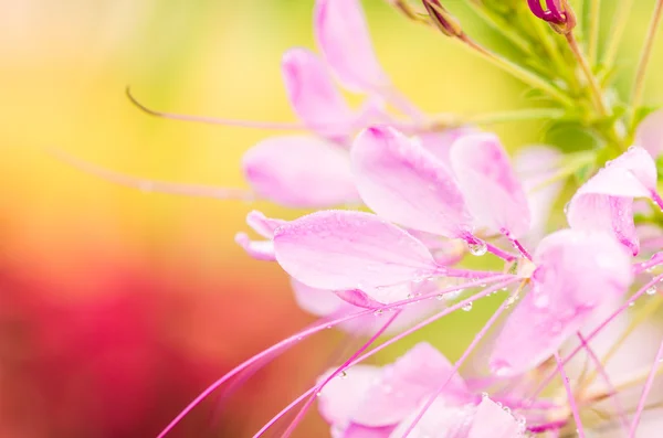 Cleome hassleriana ou aranha flor ou aranha planta — Fotografia de Stock