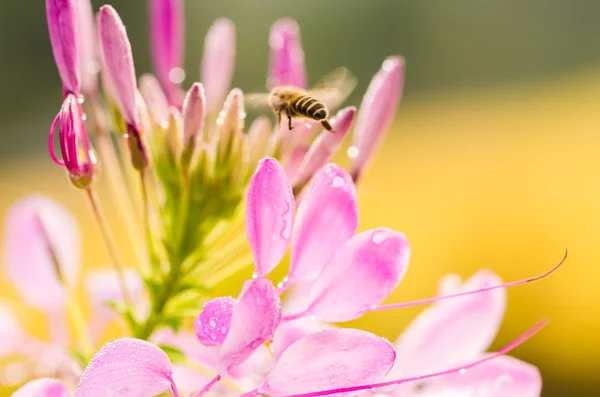 Cleome hassleriana ή λουλούδι αραχνών ή εγκαταστάσεις αραχνών — Φωτογραφία Αρχείου