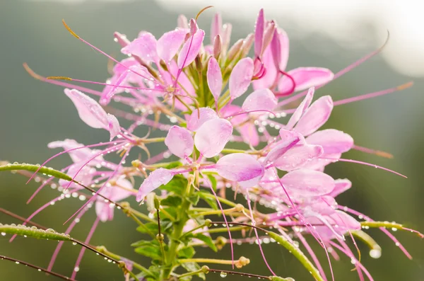 Cleome hassleriana lub kwiat pająka lub roślina pająk — Zdjęcie stockowe