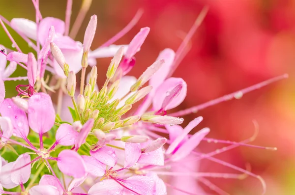 Cleome hassleriana o flor de araña o planta de araña — Foto de Stock