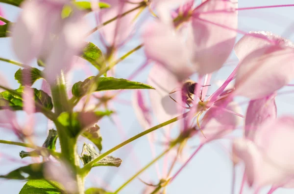 Cleome hassleriana nebo květina spider nebo Zelenec — Stock fotografie