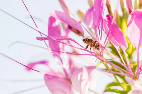 Cleome hassleriana lub kwiat pająka lub roślina pająk — Zdjęcie stockowe