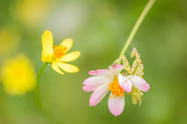 Cosmos sulphureus flower and mantis — Stock Photo, Image