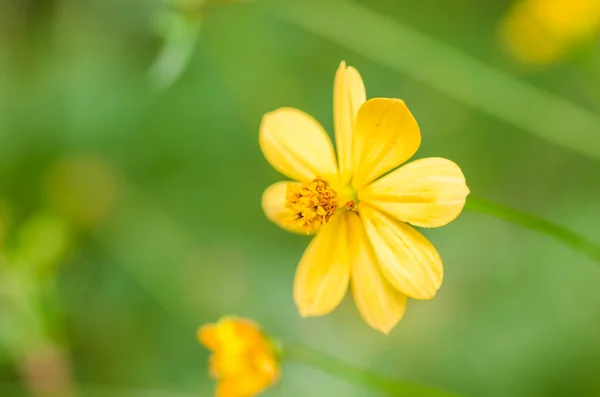 Cosmos flor de azufre —  Fotos de Stock