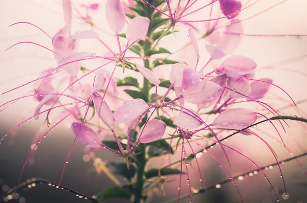 Cleome hassleriana nebo květina spider nebo Zelenec — Stock fotografie